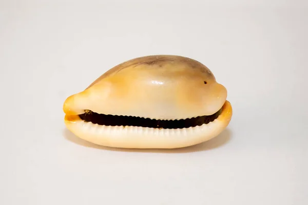 Cowrie Nebo Kapota Mořský Slimák Bílým Pozadím Cypraeidae Izolované — Stock fotografie