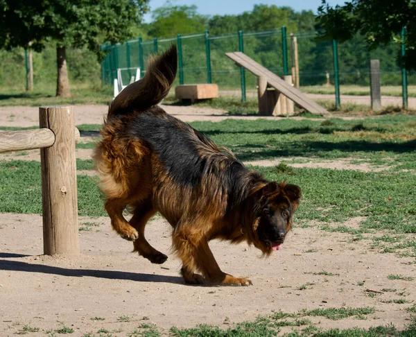 Aktif Bir Alman Çoban Köpeği Tasmasız Bir Parkın Çitlerinden Atlıyor — Stok fotoğraf