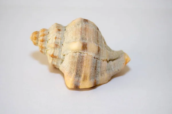 具有白色背景隔离的海蜗牛 — 图库照片