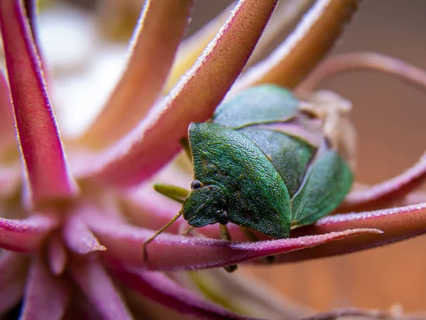 Una Mierda Macro Bicho Apestoso Verde Una Flor — Foto de Stock