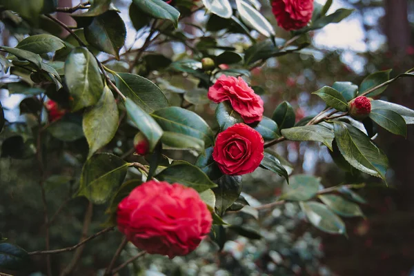 Parkta Kırmızı Kamelya Çiçeği Açar — Stok fotoğraf