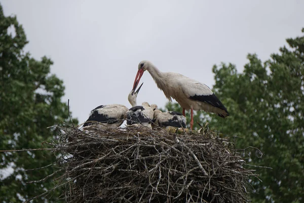 Closeup Adult White Stork Feeding Chicks Nest — Stock Photo, Image