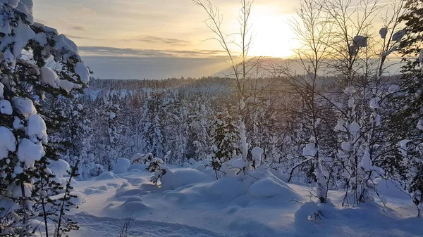 Fascinante Disparo Bosque Cubierto Nieve Durante Día Invierno Laponia —  Fotos de Stock