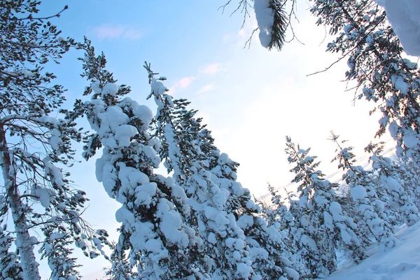 Tiro Hipnotizante Uma Floresta Coberta Neve Durante Dia Inverno Lapônia — Fotografia de Stock