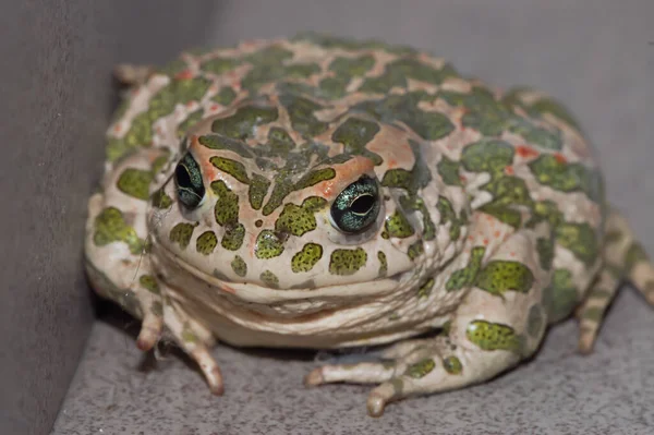 Big Ugly Frog Common European Toad Bufo — Stock Photo, Image