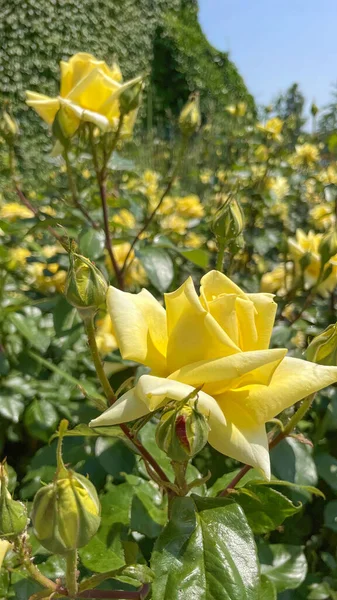 Eine Vertikale Aufnahme Gelber Rosenblüten Mit Grünen Blättern Einem Garten — Stockfoto