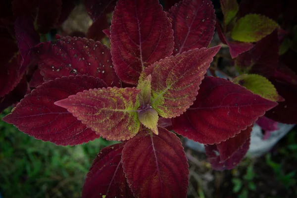 背景がぼやけている庭に赤いコロエウスの植物のトップビューを残します — ストック写真