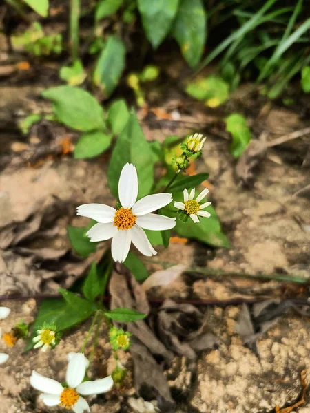 一缕美丽的白花 绿叶在花园里 — 图库照片