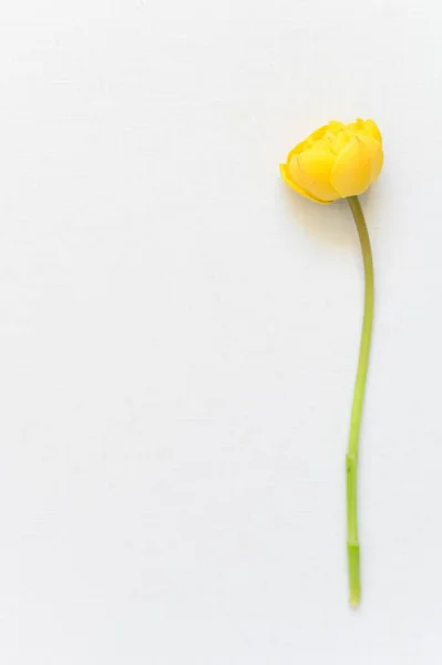 Beyaz Arkaplanda Sarı Ranunculus — Stok fotoğraf