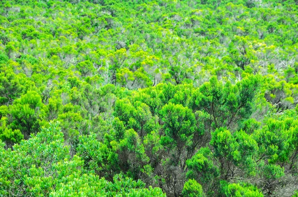 Vahşi Çam Ağacı Gomera Kanarya Adaları Nda Doku Arkaplanı Bırakıyor — Stok fotoğraf