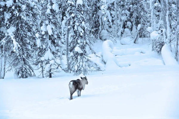 Mesmerizing Shot Moose Forest Covered Snow Lapland — Stock Photo, Image
