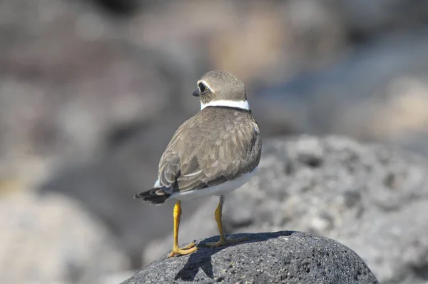 Bir Yetişkin Kentish Plover Kuşu Kaya Sahili Yakınında — Stok fotoğraf