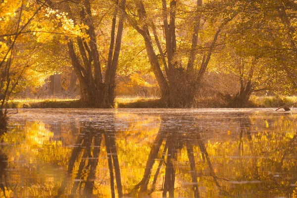 Vacker Bild Gula Träd Reflekteras Liten Damm Park Hösten — Stockfoto