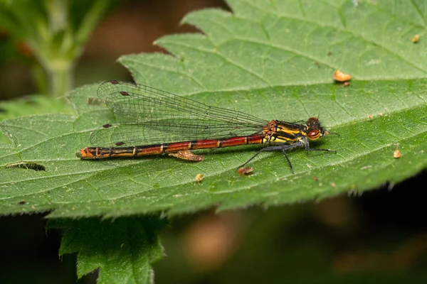 Macro Shot Dragonfly Sitting Leaf Blurry Background — Stock Photo, Image