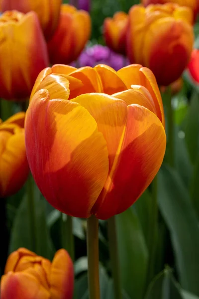 Vertical Shot Red Yellow Tulips Keukenhof Lisse Netherlands — Stock Photo, Image