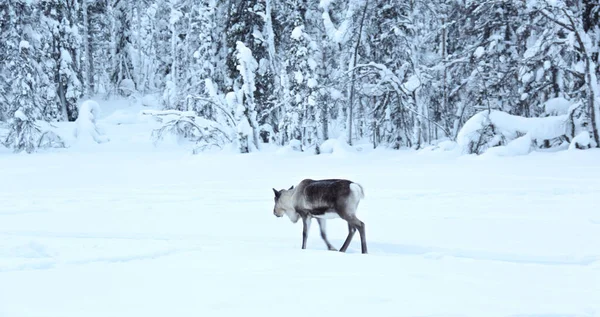 Hipnotyzujący Strzał Łosia Lesie Pokrytym Śniegiem Laponii — Zdjęcie stockowe