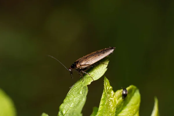 Bulanık Arka Planda Yaprağın Üzerinde Oturan Hamamböceğinin Makro Görüntüsü — Stok fotoğraf