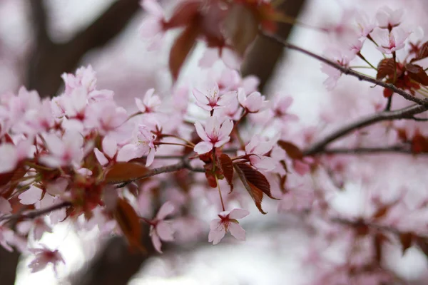 Eine Nahaufnahme Von Kirschblütenblumen Auf Einem Zweig — Stockfoto