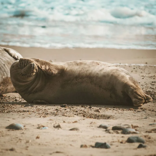 Eine Selektive Fokusaufnahme Einer Wilden Robbe Beim Peek Boo Ufer — Stockfoto