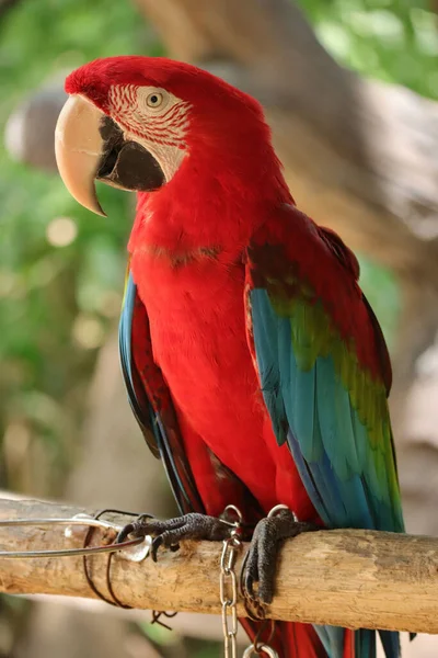 Beautiful Shot Macaw — Fotografia de Stock