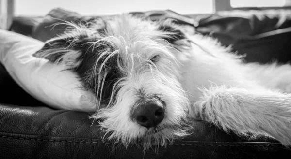 Zbliżenie Pięknego Psa Śpiącego Łóżku — Zdjęcie stockowe