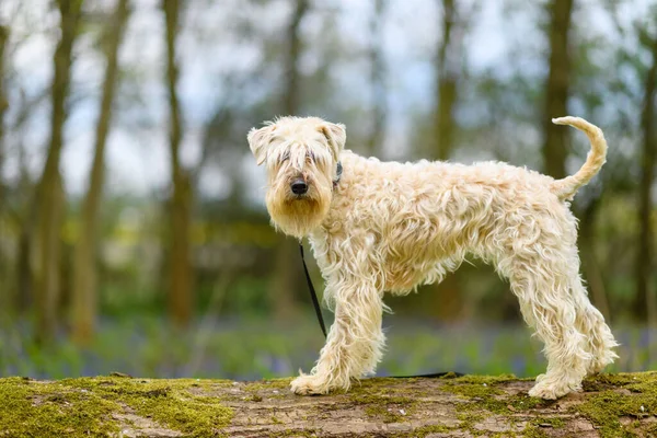 Beautiful Shot Irish Soft Haired Wheaten Terrier Dog Park Bokeh — Stock Photo, Image