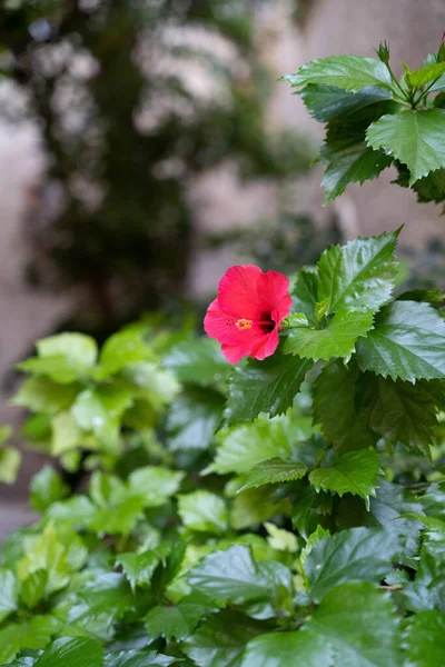 Ένα Επιλεκτικό Ροζ Λουλούδι Ιβίσκου Rosa Sinesis Έναν Κήπο — Φωτογραφία Αρχείου