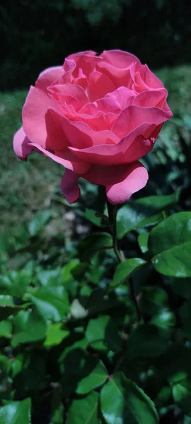 정원에는 아름다운 분홍빛 장미가 수직으로 있었다 집중을 했습니다 크라우제 세르비아 — 스톡 사진