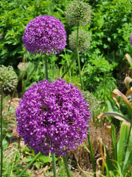 Vertical Shot Purple Giant Allium Flowers Garden — Stock Photo, Image