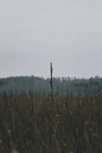 Eine Vertikale Selektive Fokusaufnahme Einer Holzstange Der Mitte Des Feldes — Stockfoto