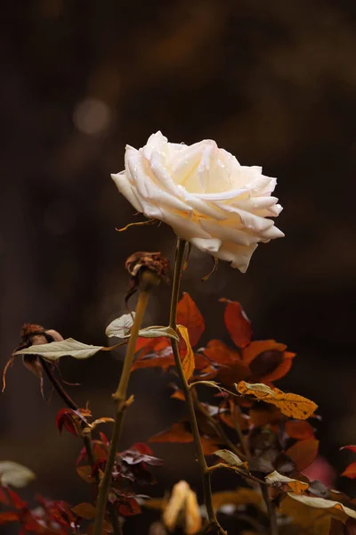 庭の白いバラの垂直方向の美しい景色 — ストック写真
