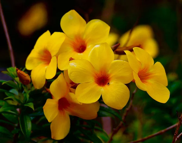 Bahçede Yetişen Güzel Alamanda Çiçeklerinin Yakın Çekimi — Stok fotoğraf