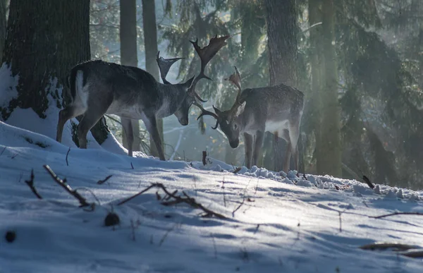 Belo Tiro Dois Cervos Europeus Pousio Uma Floresta Durante Inverno — Fotografia de Stock