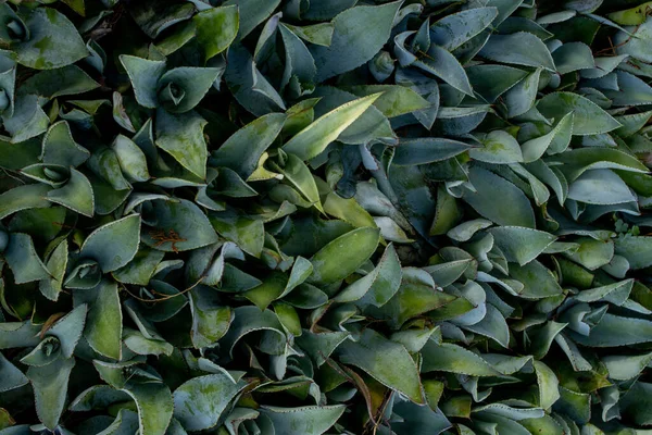 Top View Maximiliana Agave Plants Jalisco Mexico — Stock Photo, Image