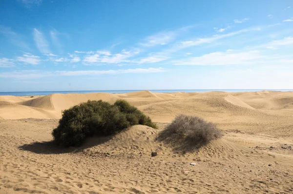Paysage Désert Dunes Sable Europe Africaine Sur Île Gran Canaria — Photo