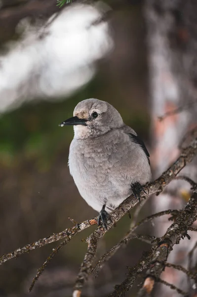 Vertical Shot Beautiful Tiny Pied Flycatcher Bird Tree Branch — Stock Photo, Image