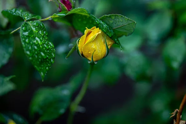 Ytlig Fokusbild Gul Rosa Sun Flare Blomma Med Vattendroppar Och — Stockfoto