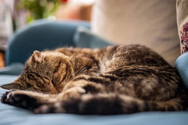 Egy Közeli Kép Egy Aranyos Macskáról Amint Kanapén Alszik — Stock Fotó