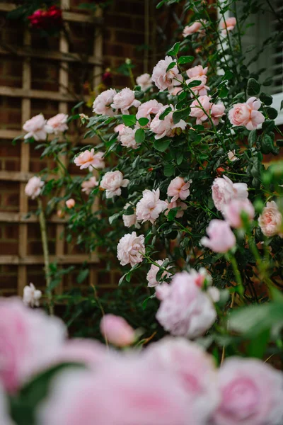 Enfoque Selectivo Vertical Rosa Claro Rosas Inglesas Contra Las Ventanas —  Fotos de Stock