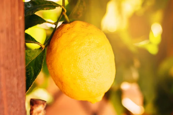 Citroner Citroner Hängande Från Trädet Citronträd — Stockfoto