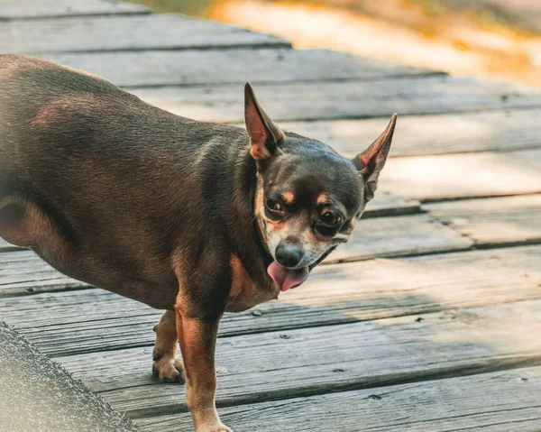 Adorable Chubby Chihuahua Haletant Dans Chaleur — Photo