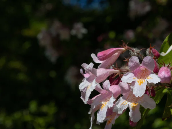 Ett Selektivt Fokus Rosa Linnaea Amabilis Blommor Blommar Trädgården — Stockfoto