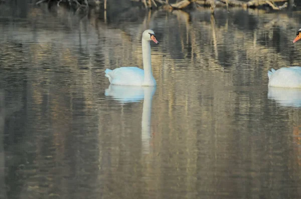 Nobre Cisne Branco Superfície Água — Fotografia de Stock