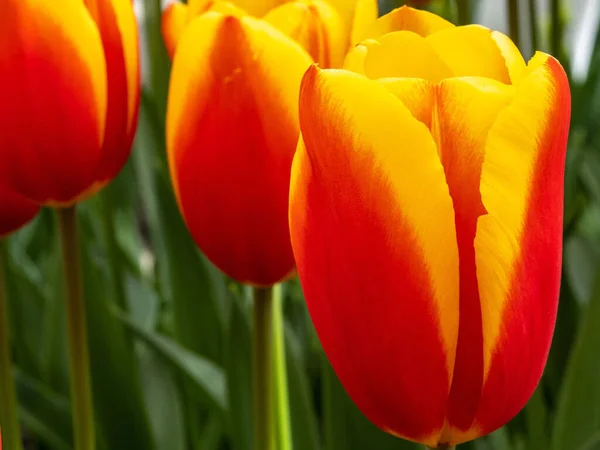 Closeup Shot Red Yellow Tulips Keukenhof Lisse Netherlands — Stock Photo, Image