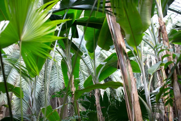 德国法兰克福一个植物园中巨大的棕榈叶 — 图库照片