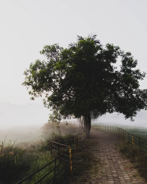 Disparo Vertical Gran Árbol Misterioso Camino Niebla —  Fotos de Stock