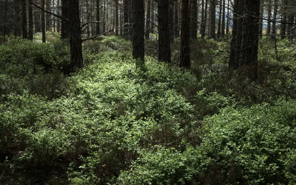Beau Cliché Motifs Lumineux Sur Herbe Dans Forêt — Photo