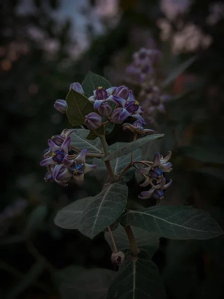 Flores Secas Gigantes Calotropis Noite — Fotografia de Stock