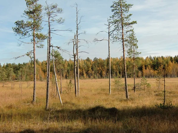 Scenic View Forest Several Trees Sunny Day — Stock Photo, Image