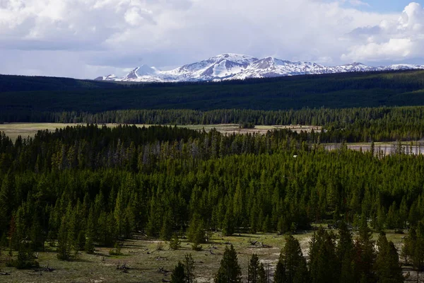 Dark Green Pine Tree Forest Snowcapped Mountain Them Yellowstone National — Stock Photo, Image